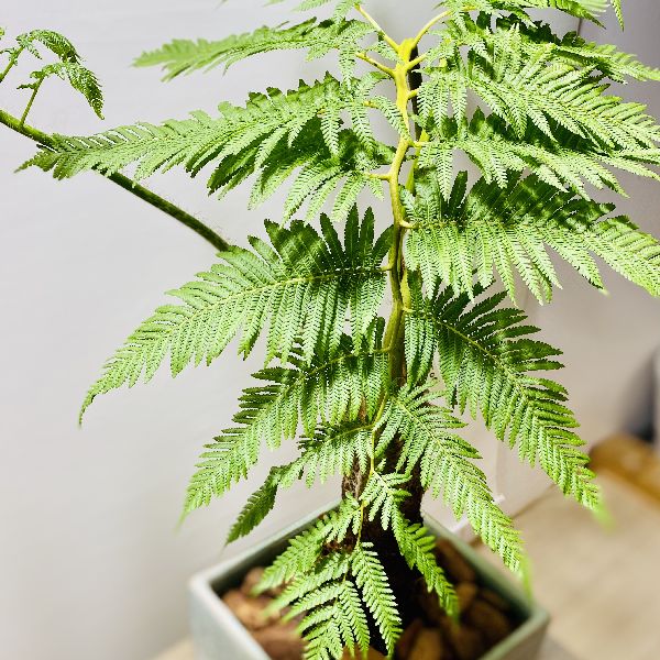 おしゃれ 観葉植物 シダ植物 ヘゴシダ 鉢植え バークチップ Painfreepainrelief Com