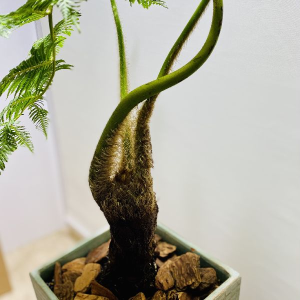 おしゃれ 観葉植物 シダ植物 ヘゴシダ 鉢植え バークチップ Painfreepainrelief Com