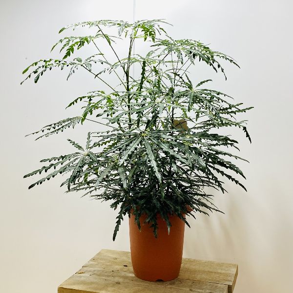 楽天市場】おしゃれ 観葉植物 鉢色選べる：フランスゴムの木*鉢植え