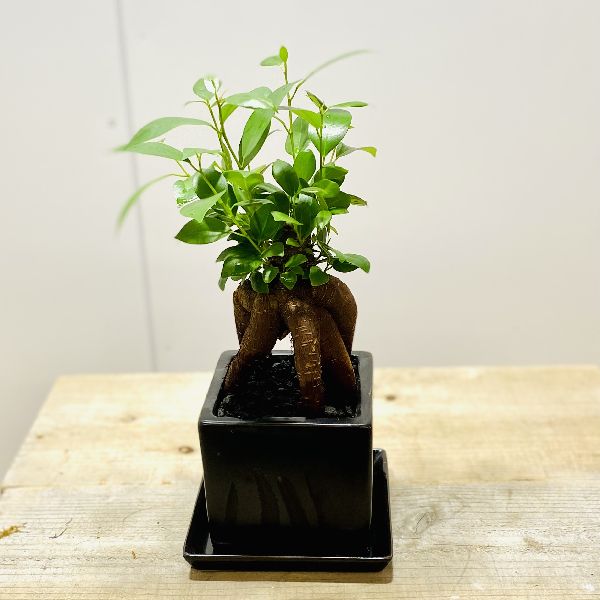 がじゅまる 観葉植物 ガジュマル ネグロイド正六面体ポースレンボール 受け皿好い目 捕もの鉢 Hotjobsafrica Org
