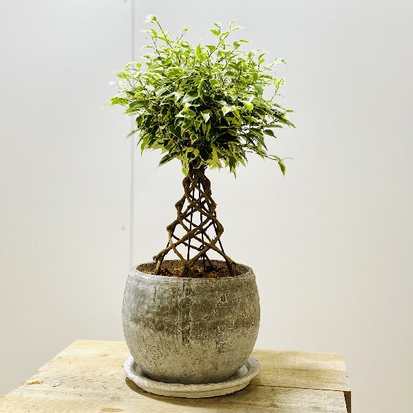 楽天市場】鉢花 観葉植物：フィリカ プベッセンス ワフトフェザー