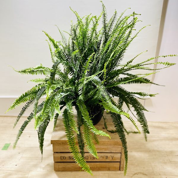 おしゃれ 観葉植物 ネフロレピス コルディフォリアソード 吊り鉢 8号 Breathefreely Org Uk