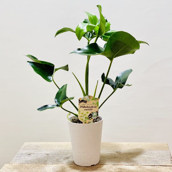 おしゃれ 観葉植物 フィロデンドロン ゴエルディー Educaps Com Br