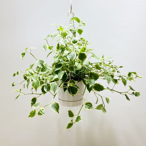 おしゃれ 観葉植物 ペペロミア サージペンス 釣りしゃれこうべ Hotjobsafrica Org