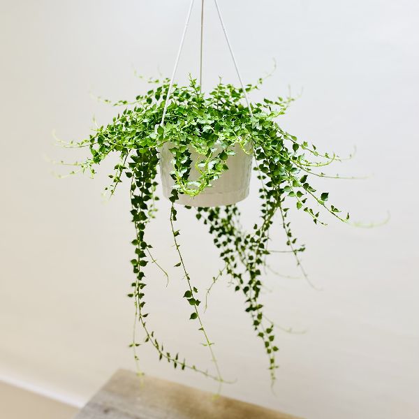 現物「フペルジア・グリーンゴエベリー 吊り」５号　Huperzia 現物「フペルジア・グリーンゴエベリー 吊り」5号 Huperzia