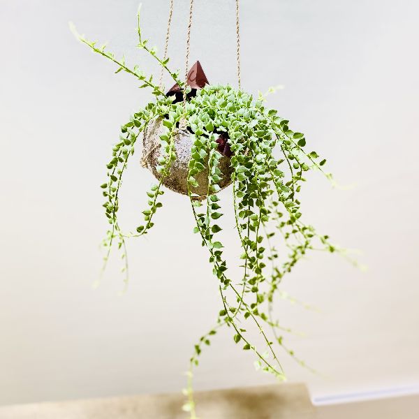 楽天市場】おしゃれ 観葉植物:ネフロレピス タマシダ ボストン 楽天市場】おしゃれ 観葉植物:ネフロレピス タマシダ ボストン