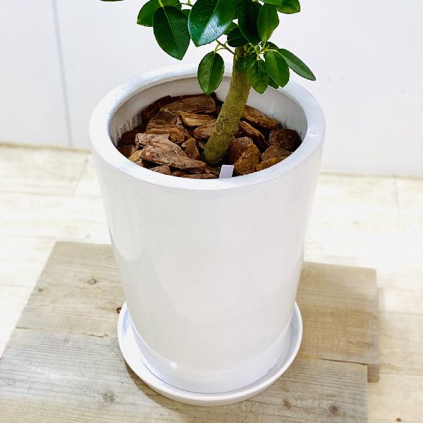 楽天市場 おしゃれ 観葉植物 フランスゴムの木 鉢植え 受皿付 バークチップ 大型佐川便配送 遊恵盆栽 楽天市場店