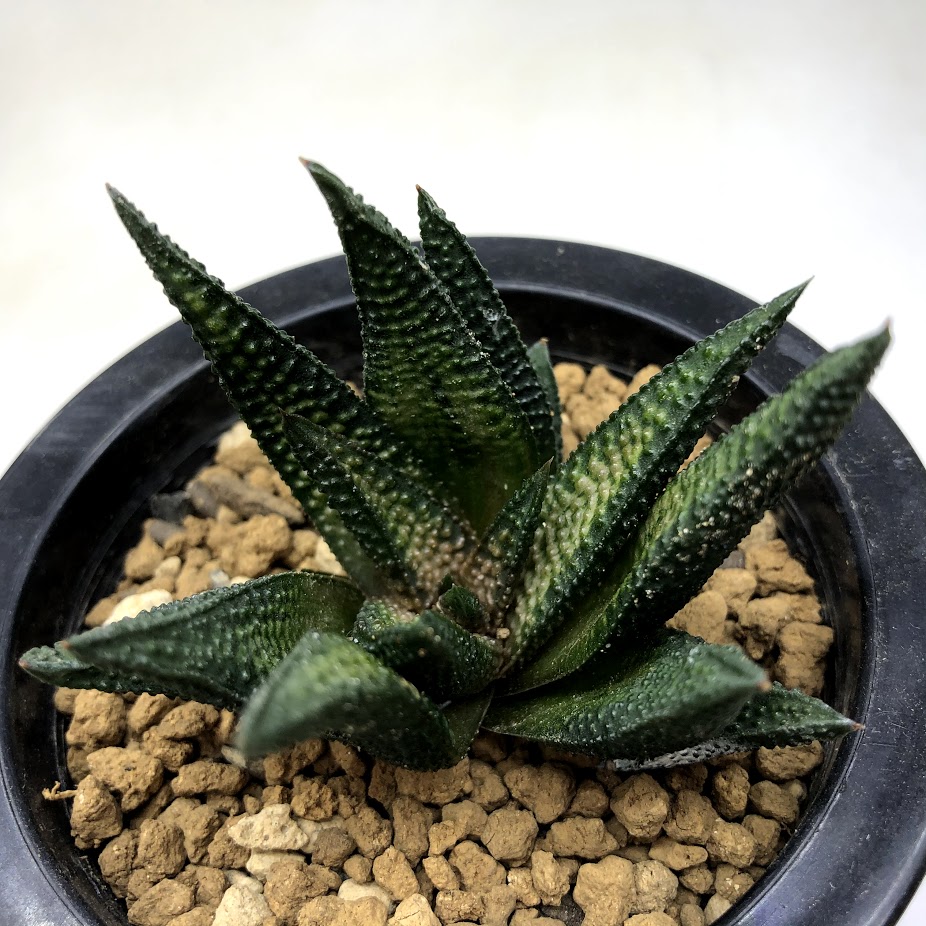 楽天市場】多肉植物：ハオルチア ニグラ No.31*幅3.5cm : 遊恵盆栽