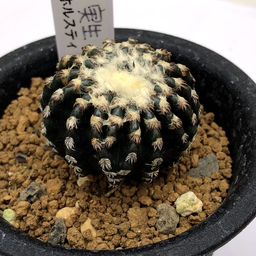 実生 幅3 7ｃｍ 現品 一品限り 遊恵盆栽 店 Discocactus ホルスティ Horstii ホルスティ サボテン ディスコカクタス