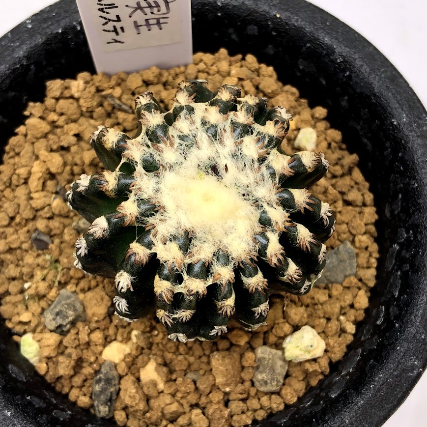 実生 幅3 7ｃｍ 現品 一品限り 遊恵盆栽 店 Discocactus ホルスティ Horstii ホルスティ サボテン ディスコカクタス