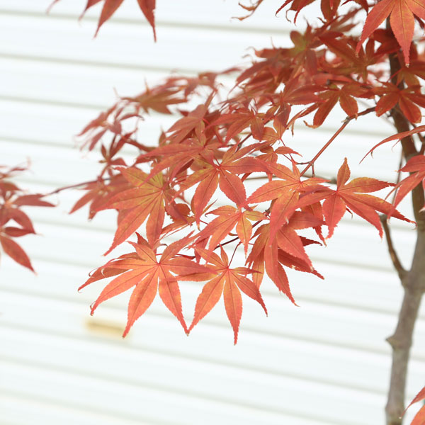 貨物輸送無料 庭木 植木 野村もみじ 楓 佐川急便差遣 現品辺際 Geo2 Co Uk