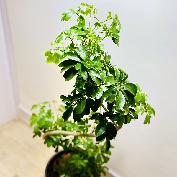 おしゃれ 観葉植物 シェフレラレナータ ホンコンカポック ファイバー鉢 大型ヤマト便配送 Bullpadel Cl