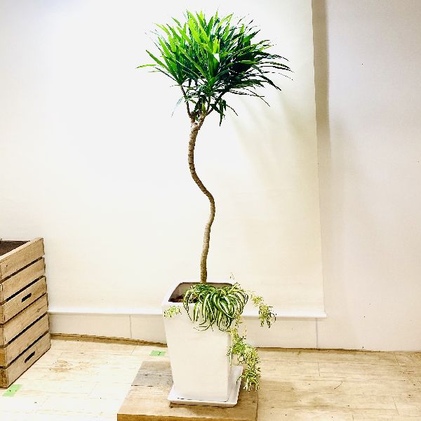 おしゃれ 観葉植物 寄せ植え 受皿付 大型佐川便配送花 ガーデン Diy ナビー 観葉植物 ドラセナ オリヅルラン 受皿付 大型佐川便配送 寄せ植え