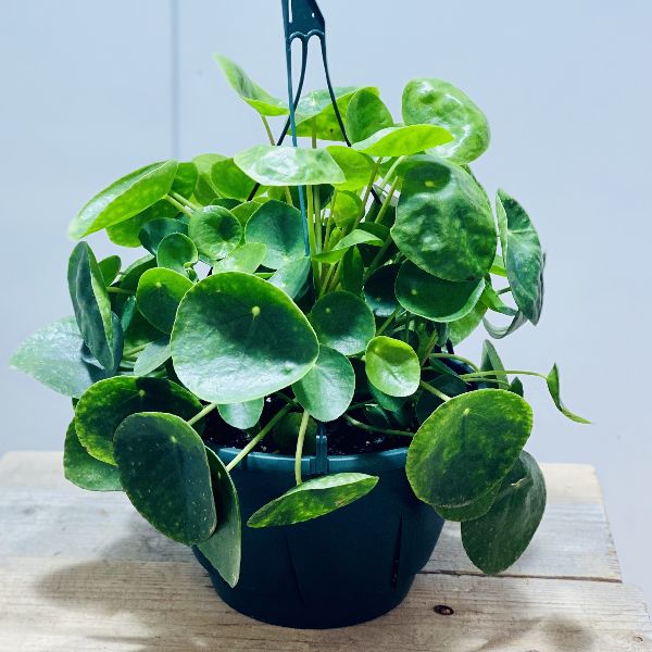 おしゃれ 観葉植物 ピレア ペペロミオイデス 6号 吊り鉢 Pilea パンケーキプランツ Factor100 Co Il