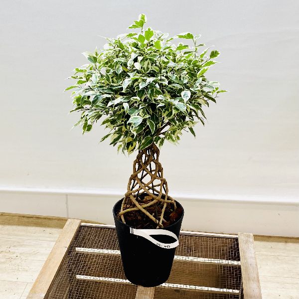 楽天市場】おしゃれ 観葉植物 選べる フィカス ：ねじり ベンジャミン