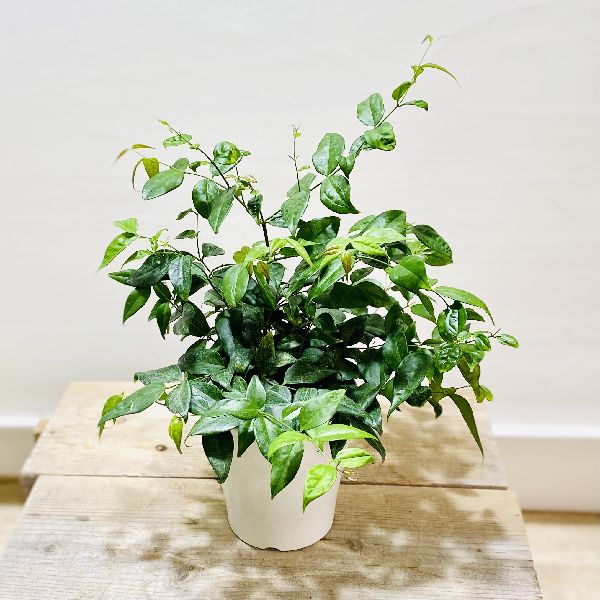 楽天市場 鉢花 観葉植物 エンジェルウィング ジャスミン おおしろそけい 大白素馨 遊恵盆栽 楽天市場店