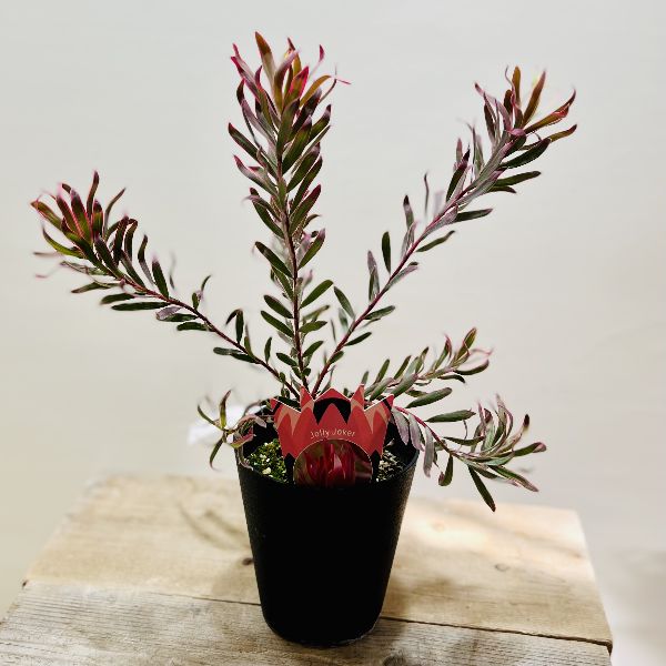 楽天市場】苗 鉢花 観葉植物：リューカデンドロン*各種選べます 5号