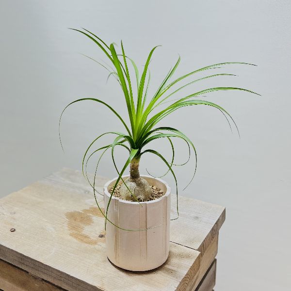 観葉植物 ポニーテール 観葉植物 おしゃれ トックリラン ノリナ 店 鉢植え花 ガーデン Diy トックリラン ノリナ 鉢植え 遊恵盆栽 観葉植物 Www Fxfacile It