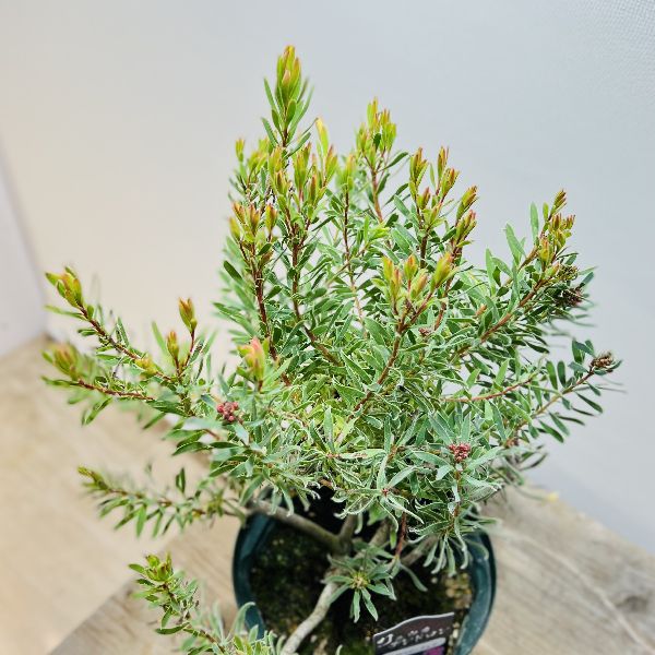 観葉植物 鉢花 苗 リューカデンドロン ストロベリーフェア 6号 Liceochiloe Cl 観葉植物 鉢花 苗 リューカデンドロン ストロベリーフェア 6号 Liceochiloe Cl