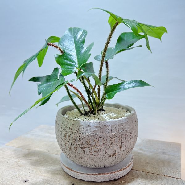 スマート 観葉植物 フィロデンドロン スクアミフェルム 鉢植え 受皿ラック Filmmakers Pro Br