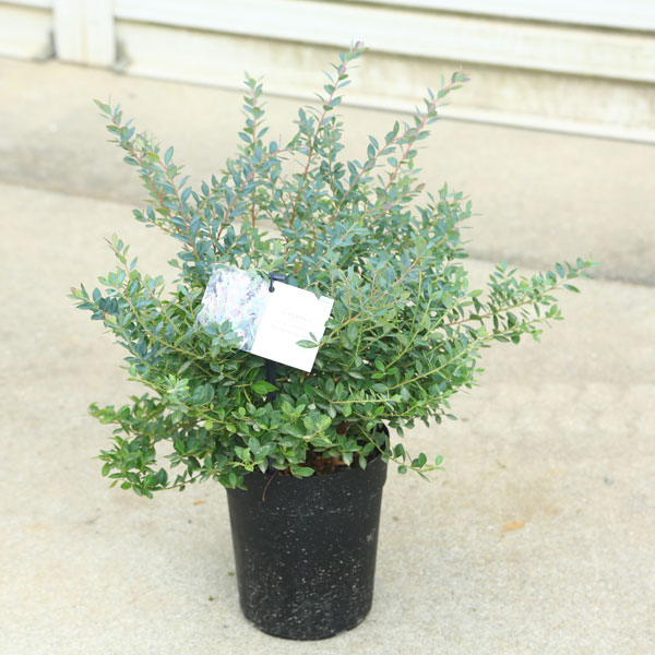 楽天市場】庭木・植木：アメリカヒトツバタコ（なんじゃもんじゃの木