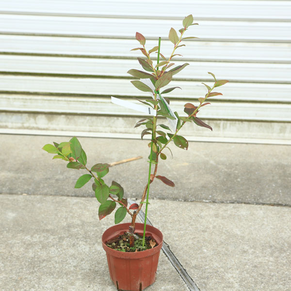 楽天市場 庭木 果樹 ブルーベリー ノーザンハイブッシュ系 寒冷地向き 佐川急便 遊恵盆栽 楽天市場店 楽天市場 庭木 果樹 ブルーベリー ノーザンハイブッシュ系 寒冷地向き 佐川急便 遊恵盆栽 楽天市場店