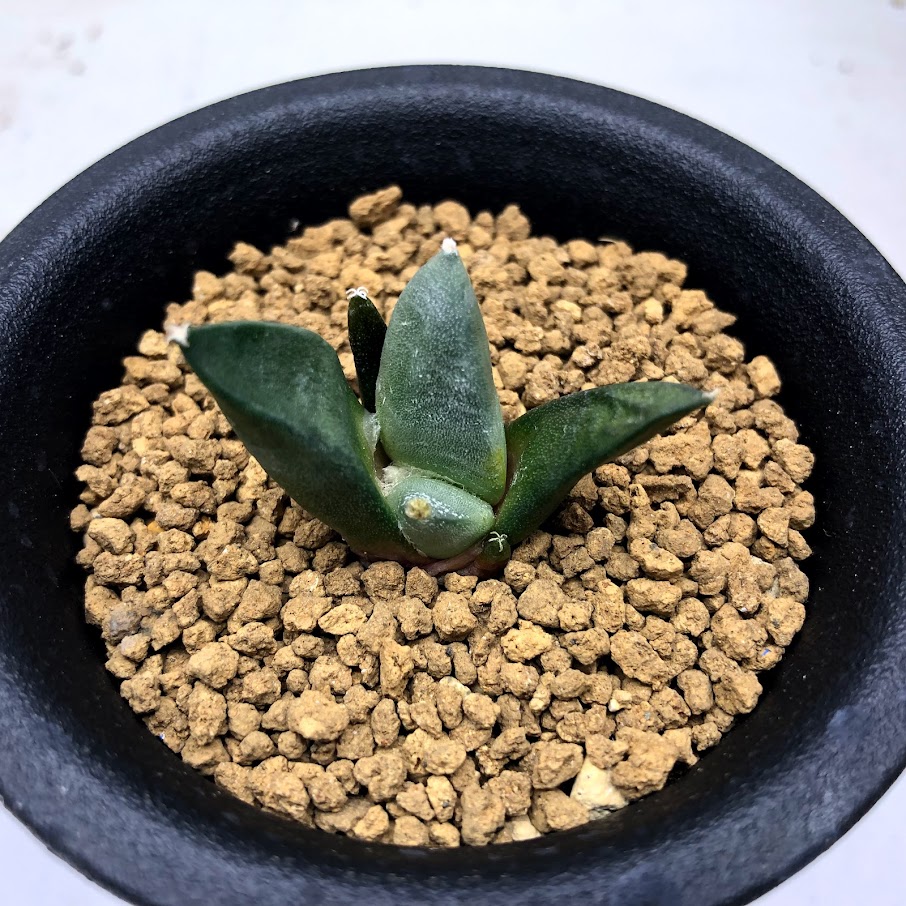 楽天市場】サボテン：アリオカルプス 竜角牡丹 実生*幅4.5cm