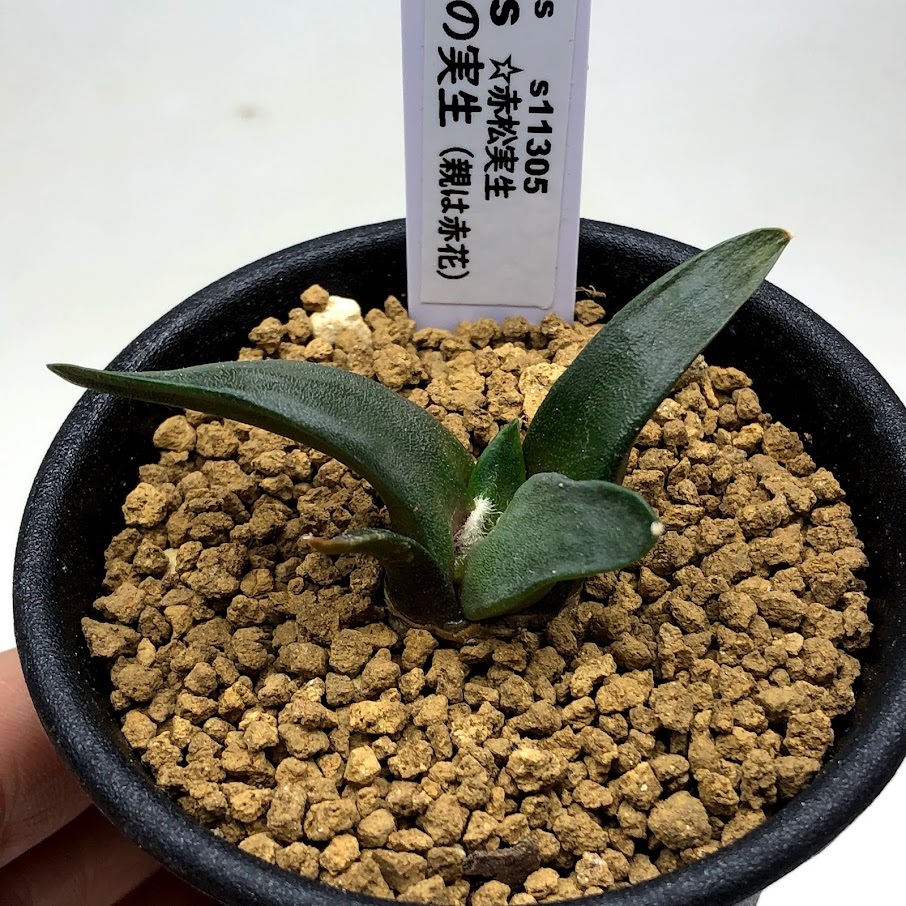 楽天市場】サボテン：アリオカルプス 黒牡丹 実生*M 幅3cm : 遊恵