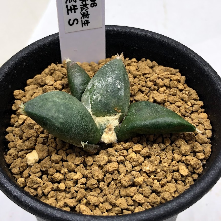 楽天市場】サボテン：アリオカルプス 黒牡丹 実生*M 幅3cm : 遊恵