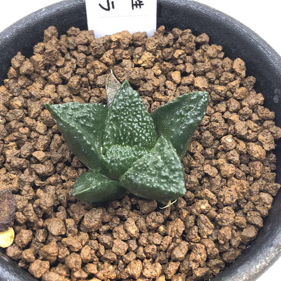 楽天市場】サボテン：アリオカルプス 竜角牡丹 実生*幅4.5cm