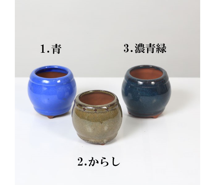 楽天市場】鉢：丸鉢 2号 6cm*資材 : 遊恵盆栽 楽天市場店