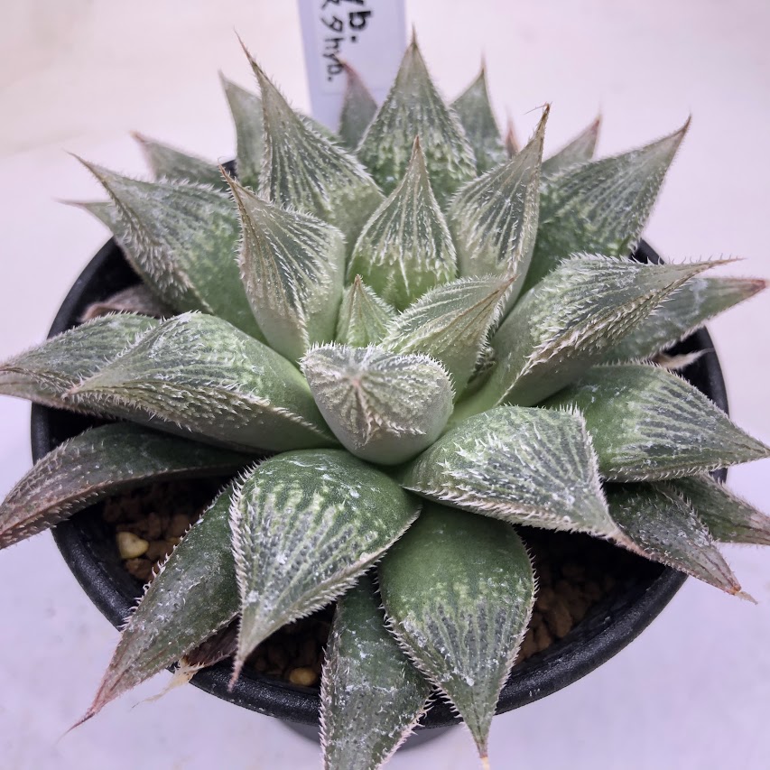 楽天市場】多肉植物：ハオルチア 白うさぎ*幅5ｃｍ : 遊恵盆栽 楽天市場店