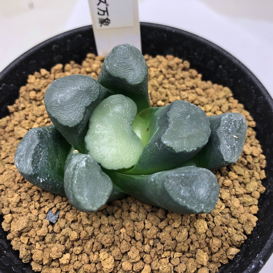 楽天市場】多肉植物：ハオルチア 金子氏 巨大稲妻万象*幅8cm