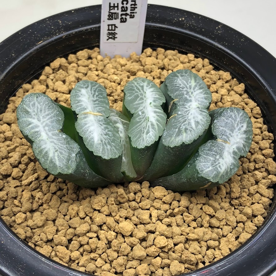 楽天市場】多肉植物：ハオルチア 玉扇錦 糊斑*幅5.5cm 現品