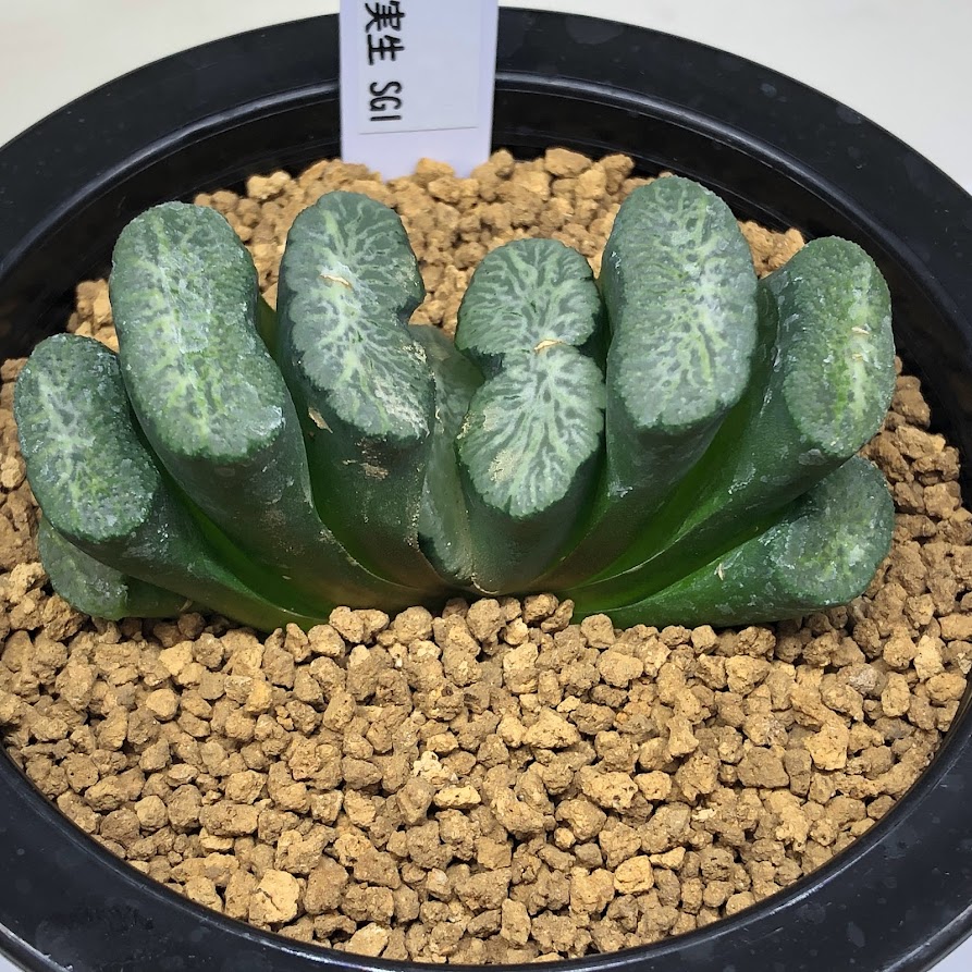 低価超激得】 多肉植物：ハオルチア 玉扇 塚原氏実生Aのカキコ*幅7.5