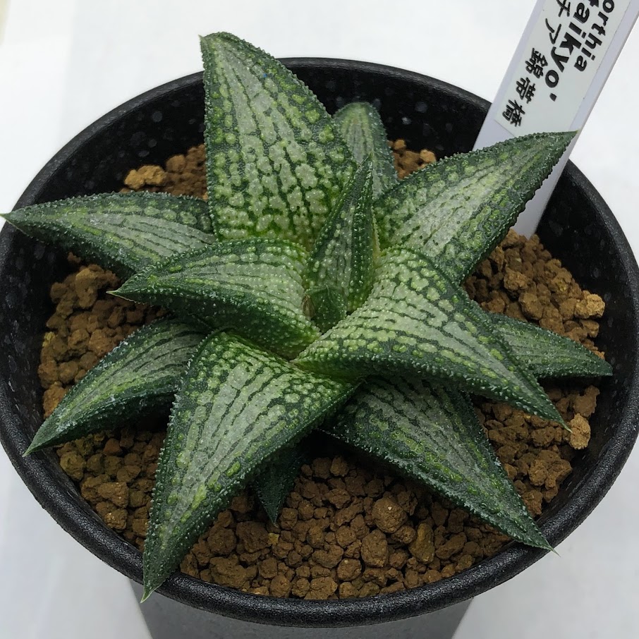 楽天市場】多肉植物：ハオルチア 三仙寿*幅6.5cm : 遊恵盆栽