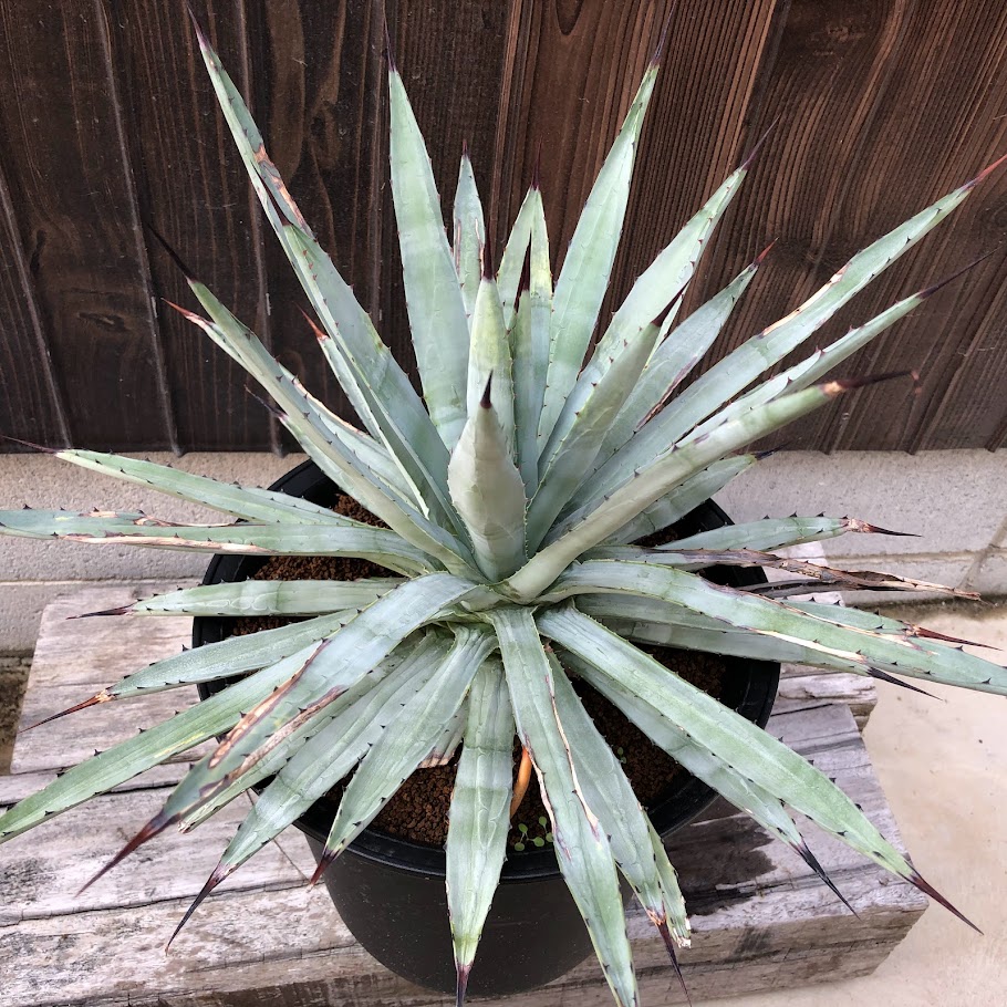 楽天市場】多肉植物：アガベ アメリカーナ 'オアハカセンシス