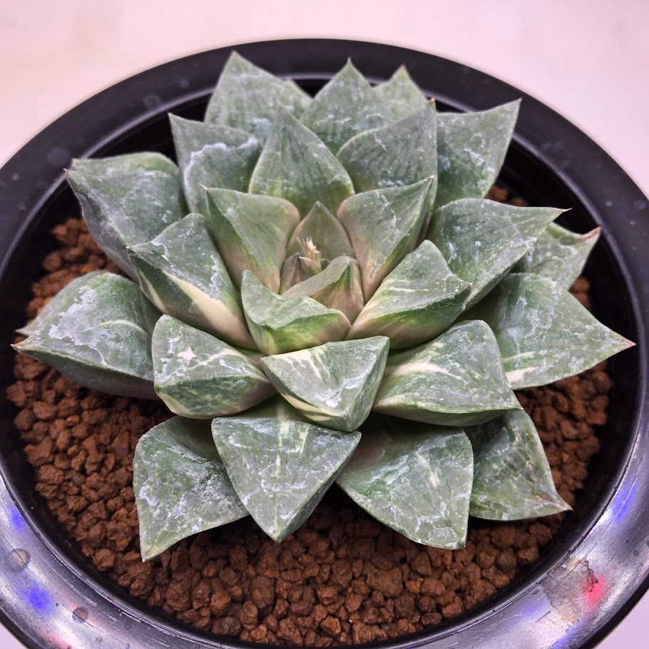 46d ハオルチア　多肉植物　実生コレクタ　自家繁殖 46d ハオルチア 多肉植物 実生コレクタ 自家繁殖 Yahoo