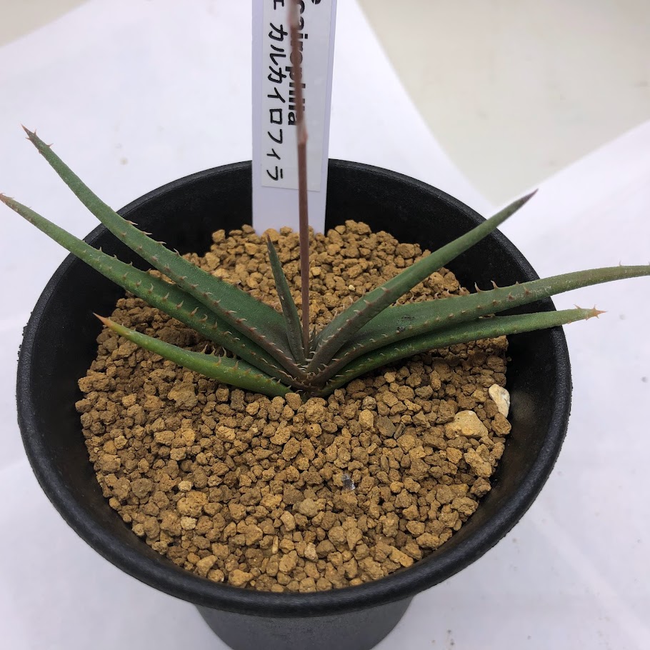 楽天市場】多肉植物：アロエ バンバレニー*幅50cm : 遊恵盆栽 楽天市場店