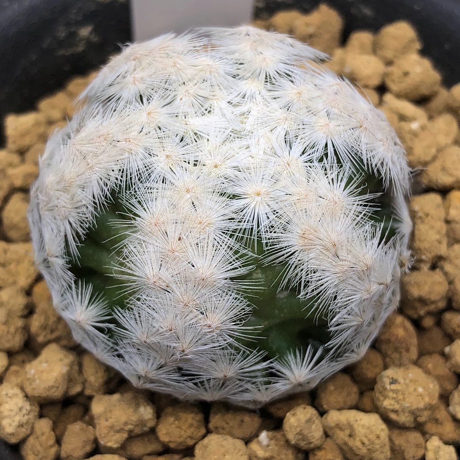 サボテン マミラリア 白鳥 カレッジ字 観葉植物 Adopteehub Org