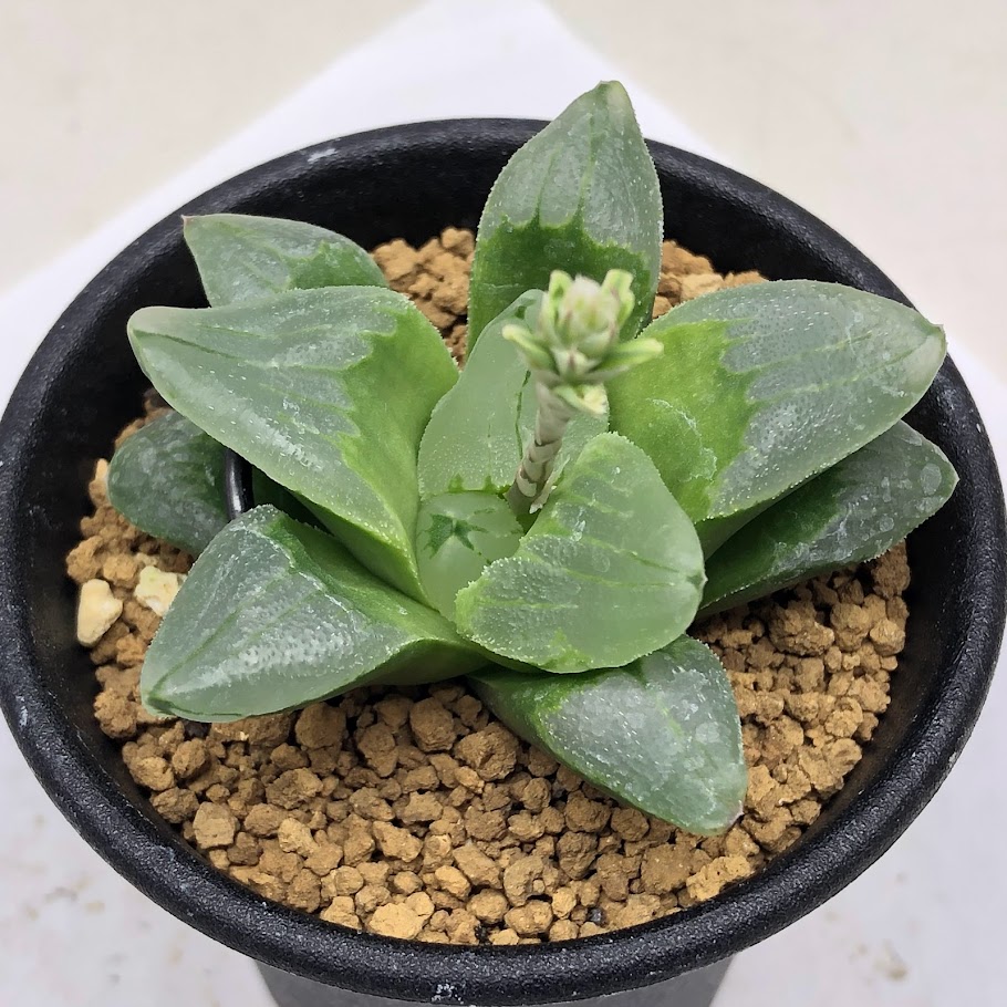 楽天市場】多肉植物：ハオルチア マトリクス*S 幅7cm : 遊恵盆栽