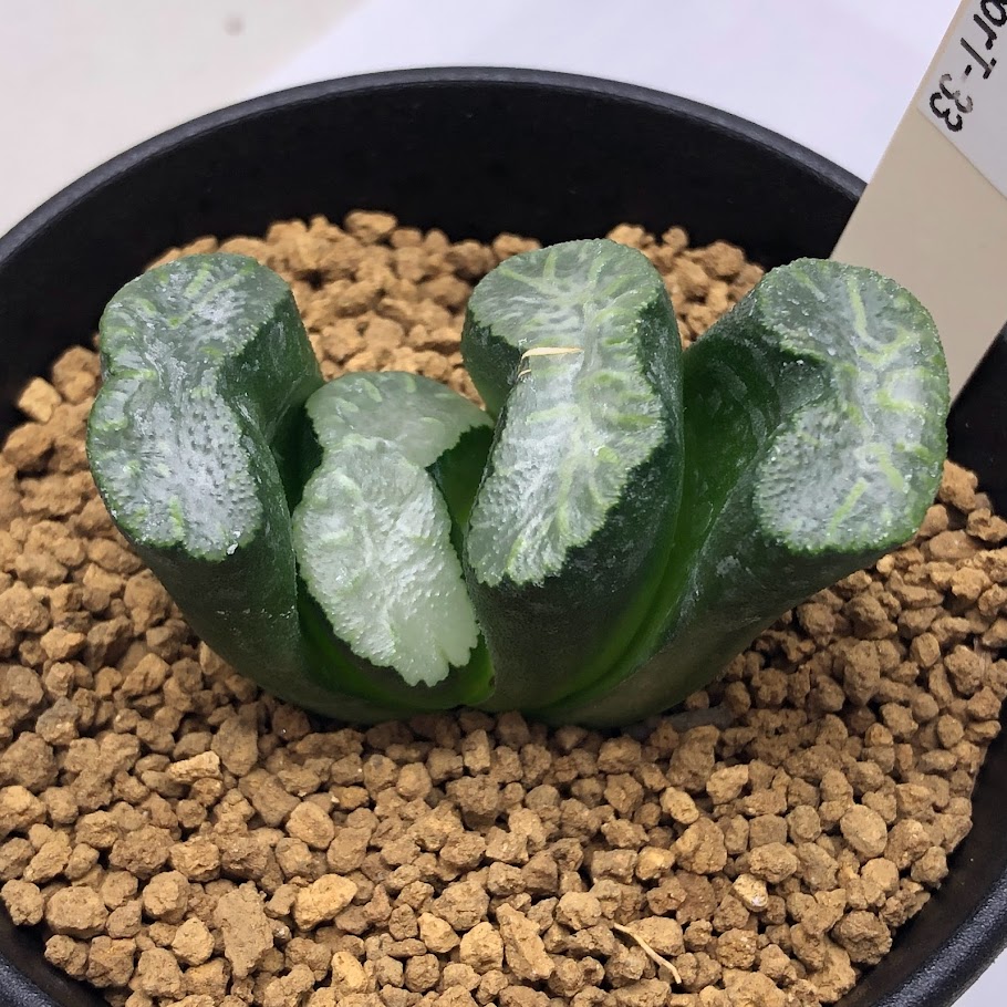 34d ハオルチア　多肉植物　大縄玉扇錦糊斑　自家繁殖 楽天市場】多肉植物：ハオルチア 玉扇錦*幅7.5cm 現品！一品
