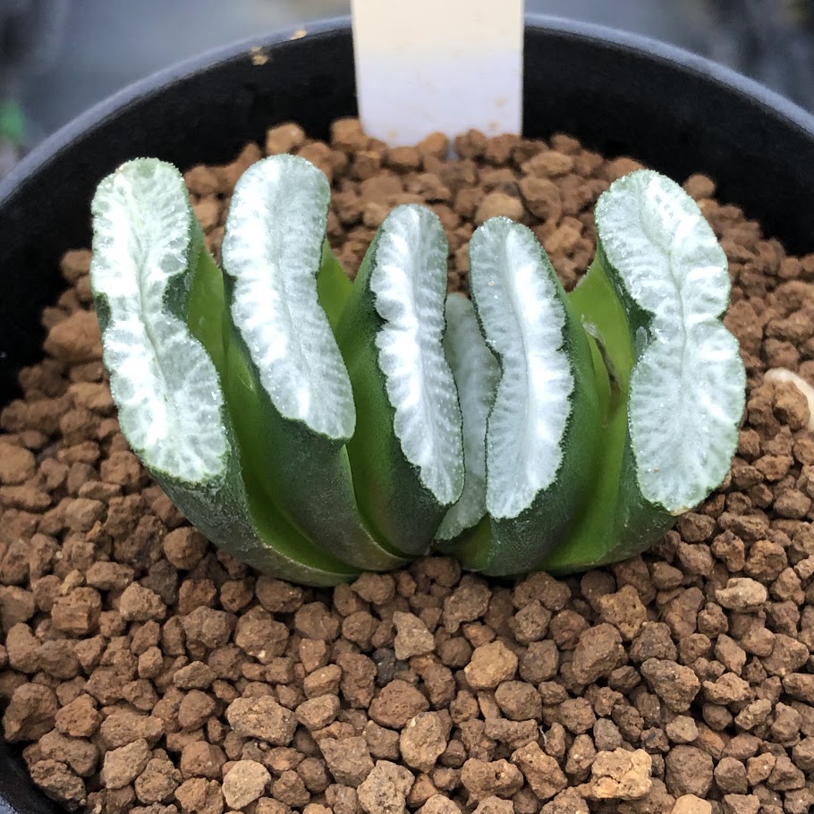 楽天市場】☆特価☆多肉植物：ハオルチア 玉扇114 透明緑線*幅8cm