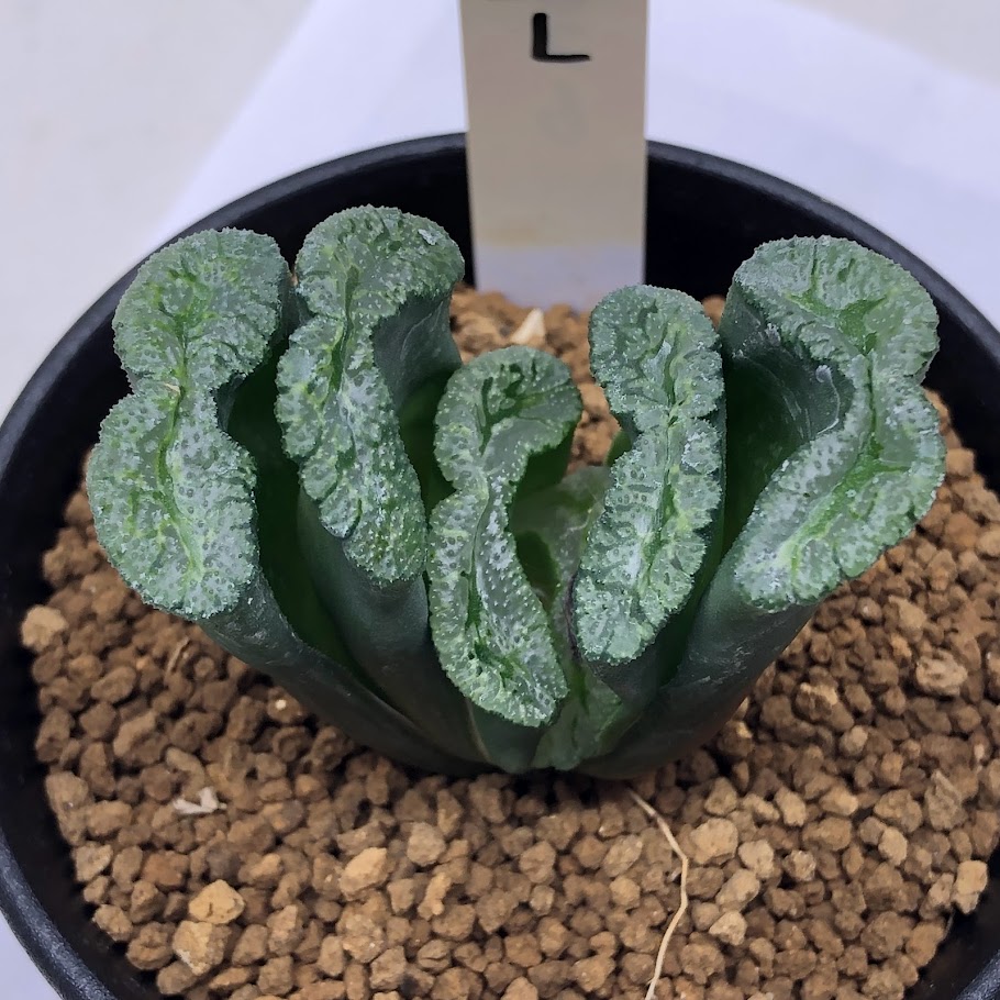 楽天市場】多肉植物：ハオルチア 玉扇 No.3 大型白緑*幅8cm : 遊恵盆栽