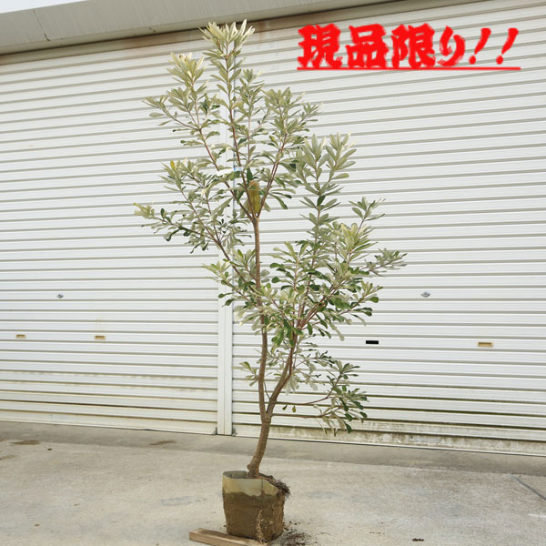 楽天市場】希少品種・大型サイズ・庭木に人気-バンクシア