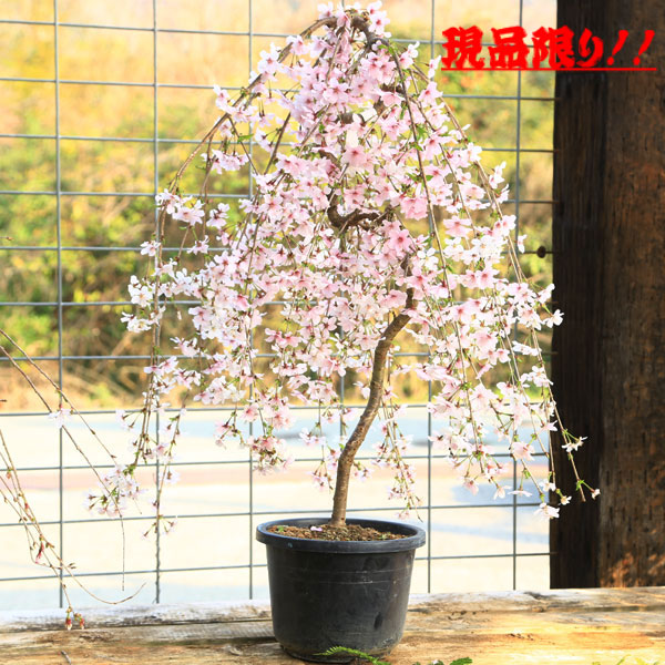 お盆セール　美品　らでんしだれ桜　文庫 期間限定値下げ 美品 らでんしだれ桜 文庫 ① 帯あり】小説 千本桜 弐