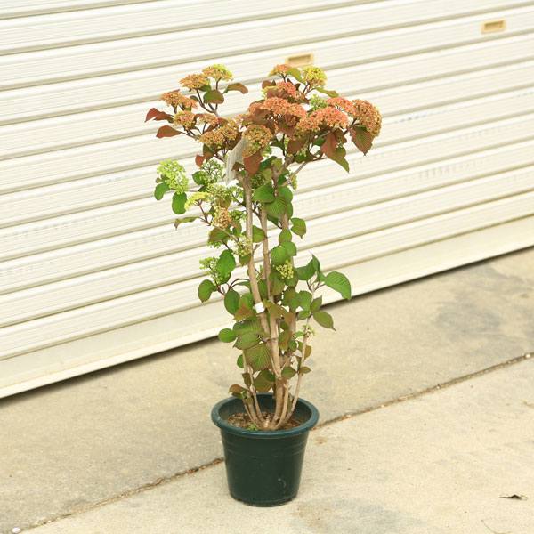 楽天市場】庭木・植木苗：ビバーナム オオデマリ（白花）* 株立ち