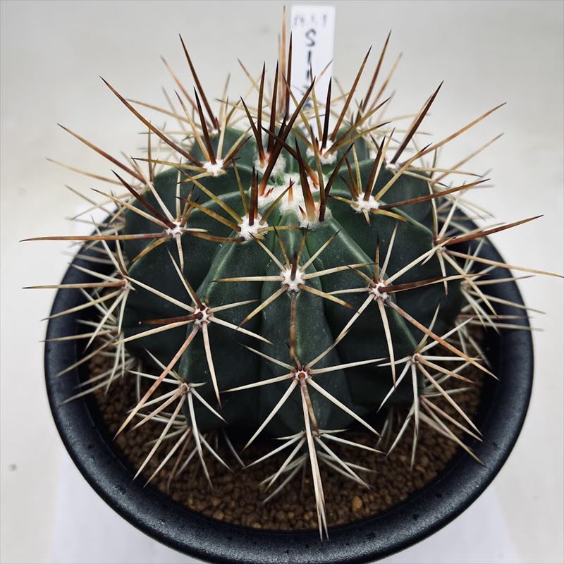 Amazon｜サボテン メロカクタス 飛雲 実生｜観葉植物 オンライン通販