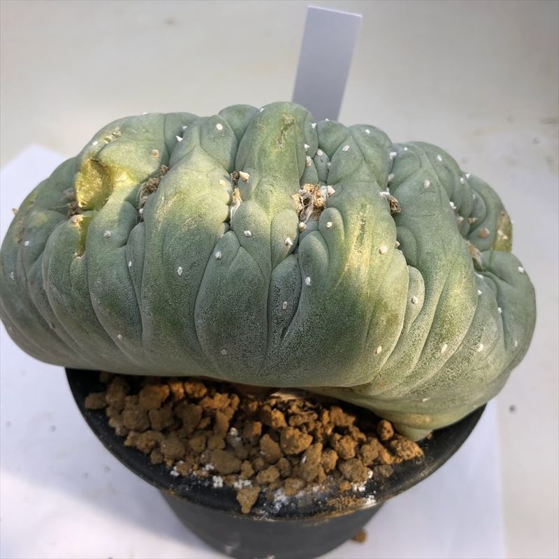 楽天市場】サボテン：ロフォフォラ 谷田貝氏 疣銀冠玉 ツギ*幅12cm