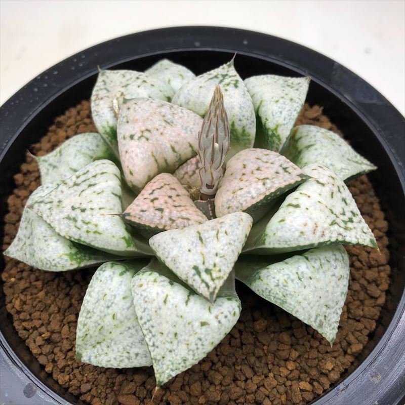 多肉植物：ハオルチア 関西系モザイクピクタ*幅8ｃｍ 現品！一皿分の料理境界線